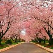 Kenwood in Chevy Chase