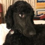 Arthur at Hamlet Place