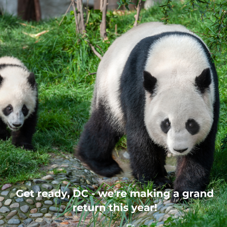 Pandas coming to DC